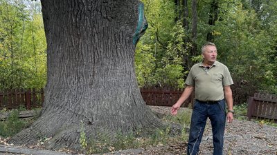 700-річний дуб у парку "Святі гори"