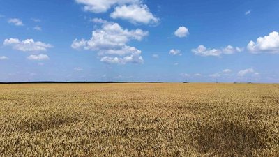 Погода на 6 серпня 2026 року н Рівненщині, пшениця