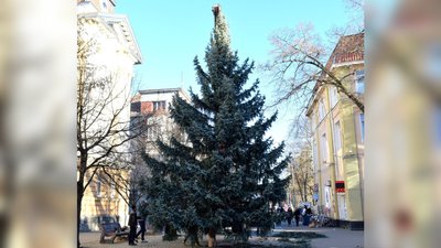 У Берегові встановили 10-метрову новорічну ялинку
