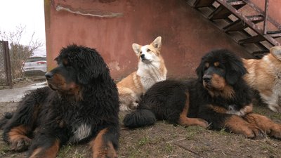 З 16 собаками — на Рівненщину: історія переселенки з Київської області З 16 собаками — на Рівненщину: історія переселенки з Київської області