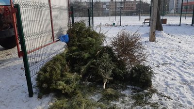 Ялинки Колодій Ялинки Колодій