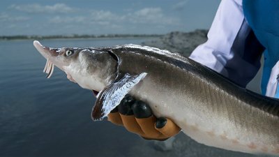 На Запоріжжі у Дніпрі фіксують повернення осетра