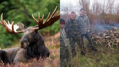 Троє чоловіків намагалися вивезти з Чорнобильської зони понад 150 кілограмів лосячих рогів
