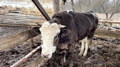 "Худоба боїться не холоду, а голоду": як подружжя з Ічнянщини вирощує корів "Худоба боїться не холоду, а голоду": як подружжя з Ічнянщини вирощує корів