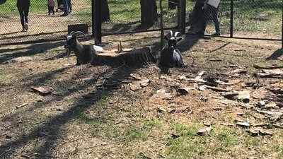 Як живуть кози з окупованих територій у житомирському гідропарку Як живуть кози з окупованих територій у житомирському гідропарку