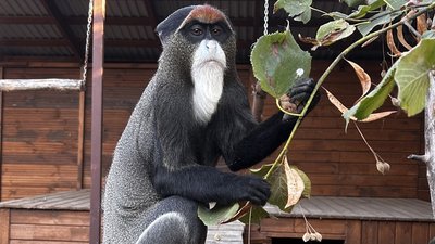 У Луцькому зоопарку поповнення — самець мавпи Брааза У Луцькому зоопарку поповнення — самець мавпи Брааза