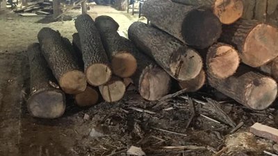 На Житомирщині викрили схему незаконного експорту оптових партій пиломатеріалів з дубу