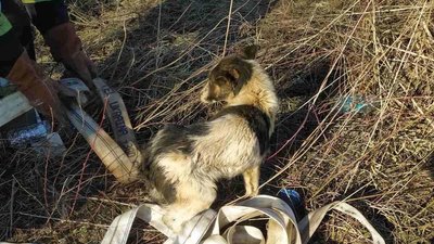 На Львівщині врятували собаку, який впав у колодязь