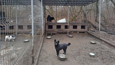 Чекають на господарів. Історії тварин з Краматорська, яких евакуювала кропивницька зоозахисниця