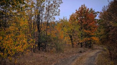 Ліс на Кіровоградщині