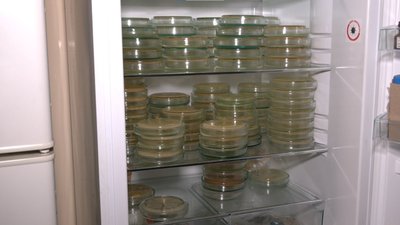 У Львові розробляють українську вакцину від коронавірусу