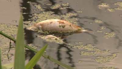 Сморід, чорна вода і мертва риба: екологічна проблема на Черкащині Сморід, чорна вода і мертва риба: екологічна проблема на Черкащині