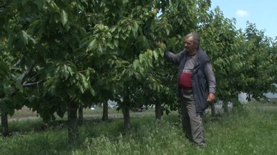 Несприятлива погода: чому на Черкащині не слід чекати врожаю на фрукти і ягоди