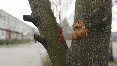 Що зробили з житлом овручан російські війська на Житомирщині Що зробили з житлом овручан російські війська на Житомирщині
