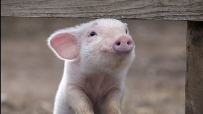 У Краматорську зафіксували чуму свіней