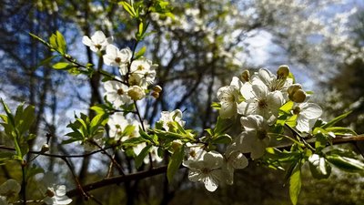 тернопіль, квіти, весна, алича цвіте, 19 квітня 2026 року
