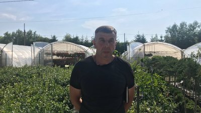 Вирощування лохини Вирощування лохини