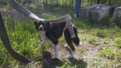 У Дніпрі надзвичайники врятували двох собак У Дніпрі надзвичайники врятували двох собак
