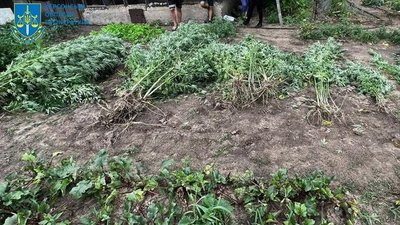 Виростив на городі майже 130 кущів конопель: судитимуть херсонця