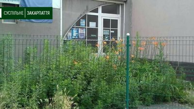 Кожен п’ятий закарпатець має алергію на амброзію Кожен п’ятий закарпатець має алергію на амброзію