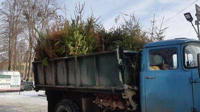 Ялинки Колодій Ялинки Колодій