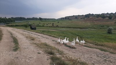 На Херсонщині зафіксували спалах африканської чуми свиней На Херсонщині зафіксували спалах африканської чуми свиней