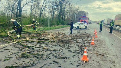 Дорога у Чернівецькі області на проїжджу частину якої впало дерево через сильний вітер 