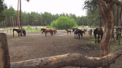 Оздоровлення для вихованців реабілітаційних центрів. На Луганщині проводять заняття з іпотерапії Оздоровлення для вихованців реабілітаційних центрів. На Луганщині проводять заняття з іпотерапії