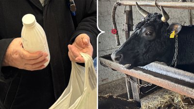 молоко, корови, молочна продукція кроп