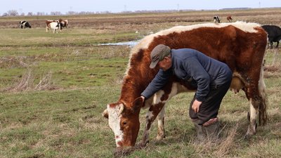 Найбільше стадо в селі: як фермери на Рівненщині доглядають за коровами, телятами й бичком