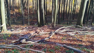 Незаконна рубка лісу