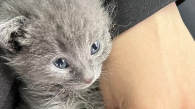 Врятоване кошеня з Херсона Врятоване кошеня з Херсона