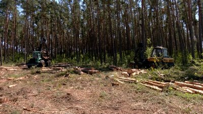 "Лісовий комбайн": на Рівненщині механізували заготівлю деревини