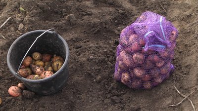 Зібрану картоплю переселенці можуть брати додому Зібрану картоплю переселенці можуть брати додому