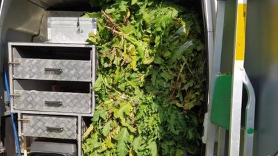 Понад 2 тисячі кущів маку та коноплі вилучили правоохоронці з городів волинян