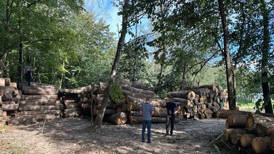 Деревина на 21 млн грн: арештовані дуби з нацпарку на Волині передали на потреби держави Деревина на 21 млн грн: арештовані дуби з нацпарку на Волині передали на потреби держави