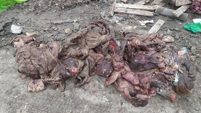 Рештки тварин й сміття: на Хмельниччині виявили стихійне сміттєзвалище Рештки тварин й сміття: на Хмельниччині виявили стихійне сміттєзвалище