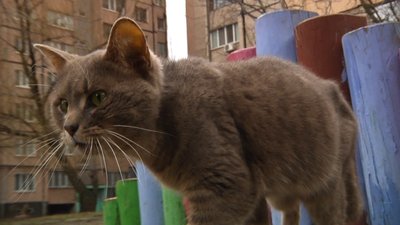 У Кривому Розі вуличних котів хочуть визнати частиною екосистеми міста У Кривому Розі вуличних котів хочуть визнати частиною екосистеми міста