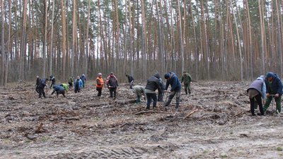 Сумські лісівники посадили понад 6 мільйонів дерев та створили "шматочок Провансу" з кущів лаванди Сумські лісівники посадили понад 6 мільйонів дерев та створили "шматочок Провансу" з кущів лаванди