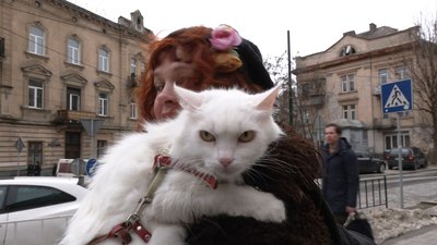 Помічник мера, екскурсовод та музейний працівник. Як живеться котам у Львові