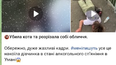 кошенята кошенята