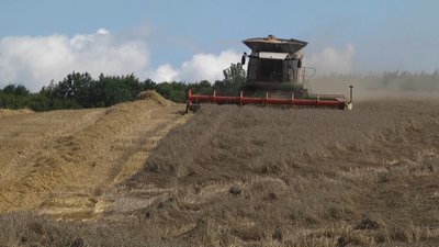 На Хмельниччині тривають жнива. На Хмельниччині тривають жнива.