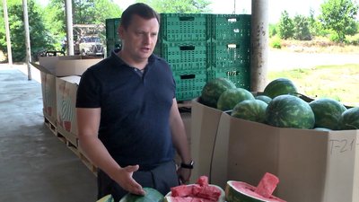 Сезон кавунів: коли подешевшають херсонські баштанні
