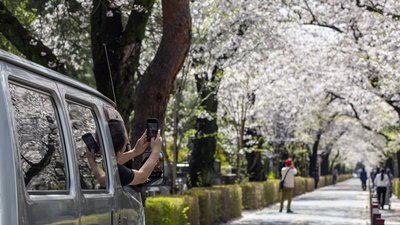 В Японії сакури зацвіли рекордно рано. Вчені звинувачують зміни клімату В Японії сакури зацвіли рекордно рано. Вчені звинувачують зміни клімату