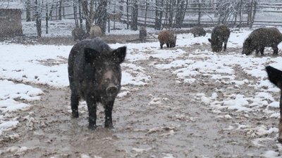 На фото кабан, їх поголів'я рахують взимку. На фото кабан, їх поголів'я рахують взимку.