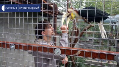 Станіслав Гужявічус годує птахів шипшиною, горобиною, насінням, волоськими та лісовими горіхами, каштанами Станіслав Гужявічус годує птахів шипшиною, горобиною, насінням, волоськими та лісовими горіхами, каштанами