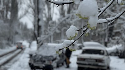 Гілка квітучого дерева в снігу Гілка квітучого дерева в снігу