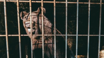 До ведмежого притулку на Львівщині привезли двох ведмедів із готельного комплексу До ведмежого притулку на Львівщині привезли двох ведмедів із готельного комплексу