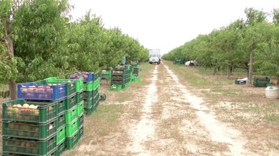 Несприятливі погодні умови вплинули на врожайність персиків на Херсонщині Несприятливі погодні умови вплинули на врожайність персиків на Херсонщині