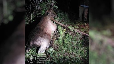 Впольований на прикордонні Чернігівщини чевонокнижний лось